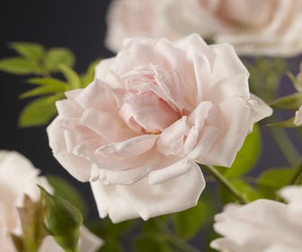 Kletterrose (Rosa 'New Dawn')
