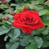 Trosrose (Rosa 'Nina Weibull')