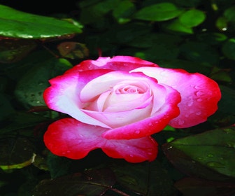 Großblumige Rose (Rosa 'Nostalgie')