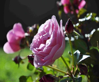 Kletterrose (Rosa 'Our Last Summer')