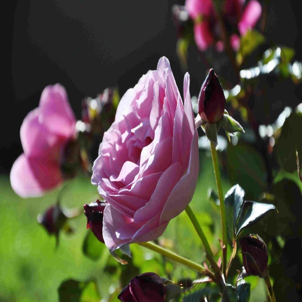 Kletterrose (Rosa 'Our Last Summer')