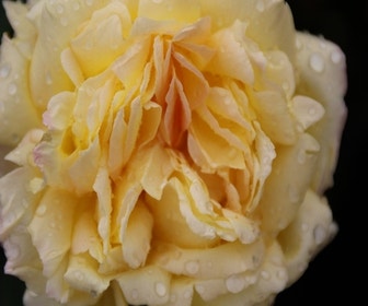 Großblumige Rose (Rosa 'Peace' (Gloria Dei))