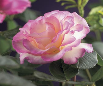 Kletterrose (Rosa 'pink Candy')