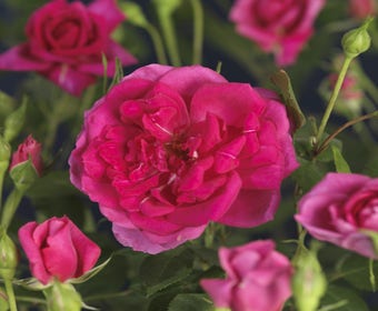 Kletterrose (Rosa 'pink Climber')