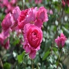Kletterrose (Rosa 'Pink Cloud')