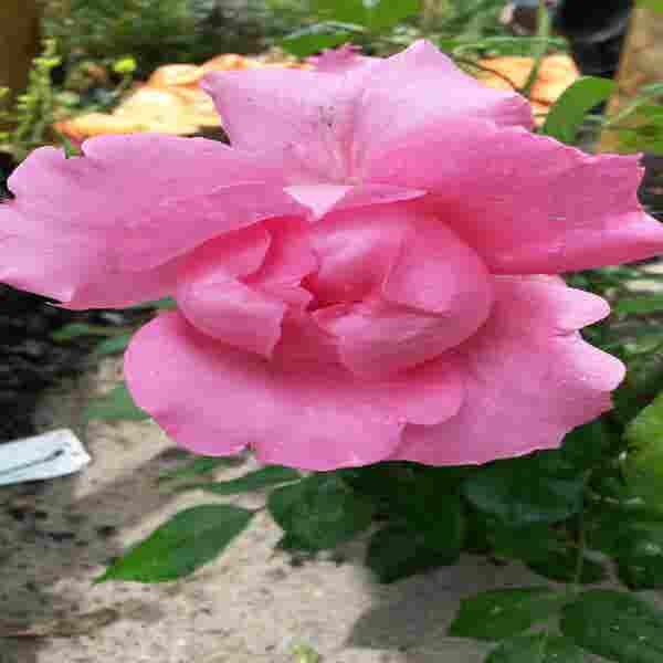Kletterrose (Rosa 'Pink Cloud')