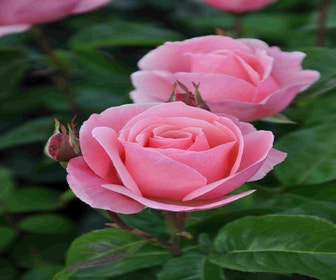 Großblumige Rose (Rosa 'Queen Elizabeth')