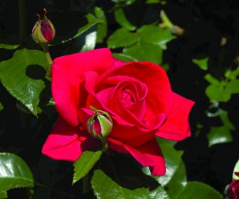 Kletterrose (Rosa 'Red Flame')