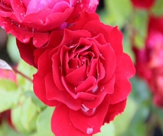 Trosrose (Rosa 'Red Wanderer')