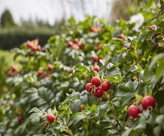 Lage ondoordringbare haag, volle grond