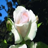 Kletterrose (Rosa 'Schneewalzer')