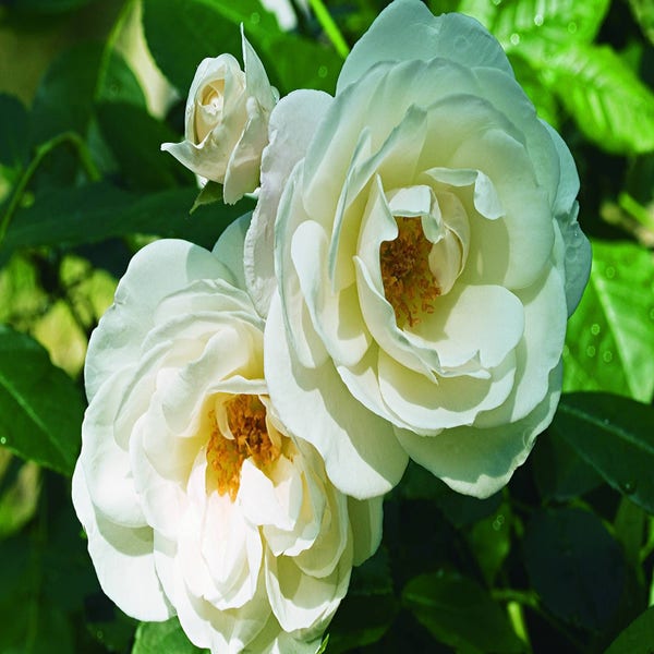 Rose (Rosa 'Schneewittchen')