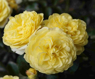 Bodendeckende Rose (Rosa 'Solero')