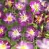 Kletterrose (Rosa 'Veilchenblau')