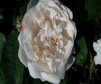 Englische Rose (Rosa 'Winchester Cathedrale')