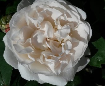 Englische Rose (Rosa 'Winchester Cathedrale')