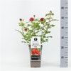 Trosrose (Rosa 'Rouge Meilove')
