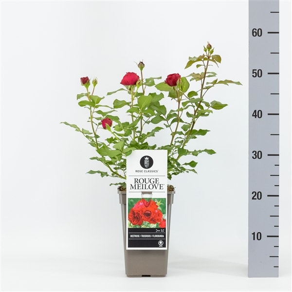 Trosrose (Rosa 'Rouge Meilove')