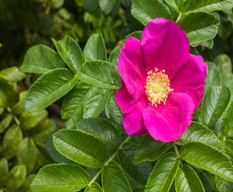 Runzelrose (Rosa rugosa)