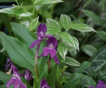 Ingwer-Orchidee (Roscoea humeana)