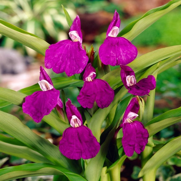 Roscoea auriculata 
