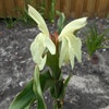 Ingwer-Orchidee (Roscoea 'Beesiana')