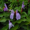 Ingwer-Orchidee (Roscoea purpurea)