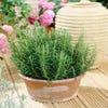 Rosmarin (Rosmarinus officinalis)