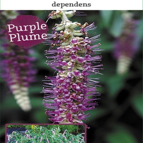 Rostrinucula dependens