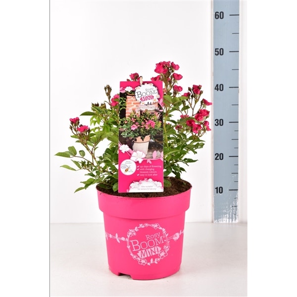 Strauchrose (Rosa 'Rosy Boom® ‘MINI’)