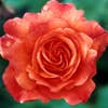 Kletterrose (Rosa 'Westerland')
