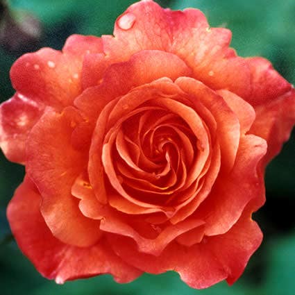 Kletterrose (Rosa 'Westerland')