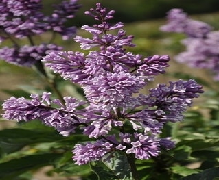Flieder (Syringa villosae ‘Royalty’)