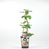 Schwarze dornlose Brombeere (Rubus fruticosus 'Navaho'®)