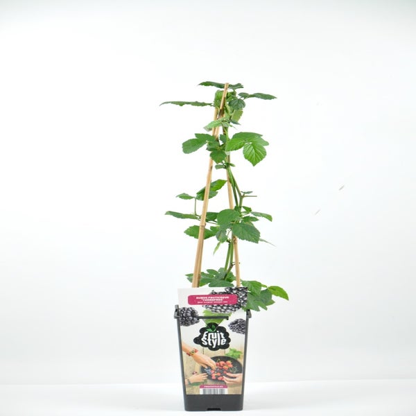 Rubus fruticosus 'Navaho'®  