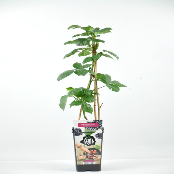 Rubus frut. 'Triple Crown 40-50cm