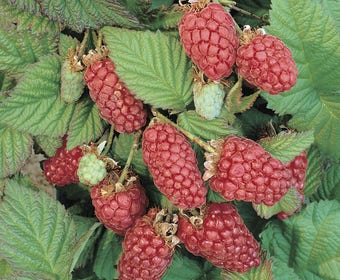 Loganbeere (Rubus fruticosus 'Loganberry')