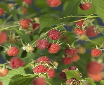 Himbeere (Rubus idaeus 'Malling Promise')