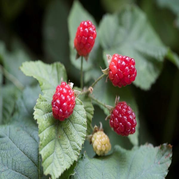 Rubus Tayberry (Taybes)