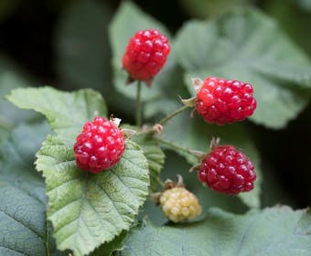 Taybes (Rubus 'Tayberry')