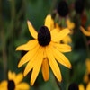 Sonnenhut (Rudbeckia fulgida 'Goldsturm') BIO