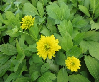 Sonnenhut (Rudbeckia laciniata 'Goldquelle')