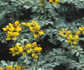 Weinraute (Ruta graveolens)