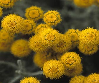 Heiligenkraut (Santolina chamaecyparissus)