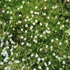 Fettkraut (Sagina subulata)