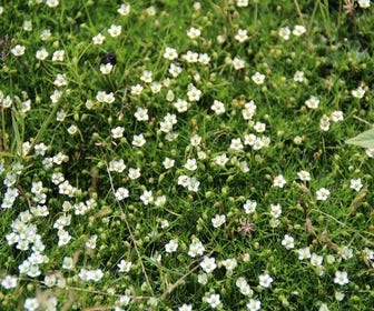 Fettkraut (Sagina subulata)