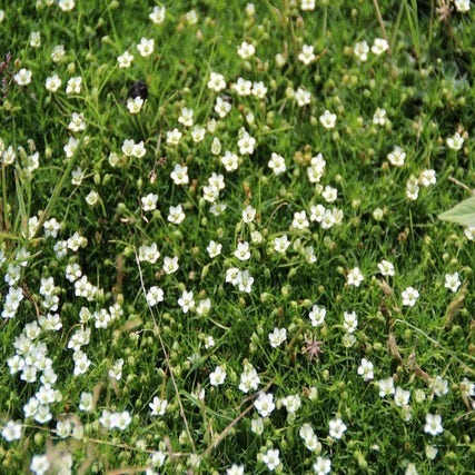 Sagina subulata (Vetmuur)