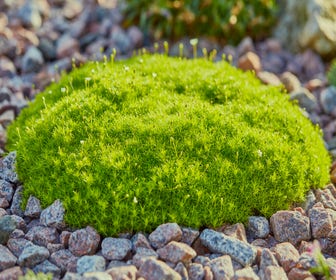 Fetthenne (Sagina subulata 'Aurea')