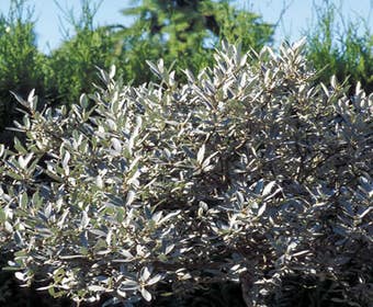 Weide (Salix helvetica)