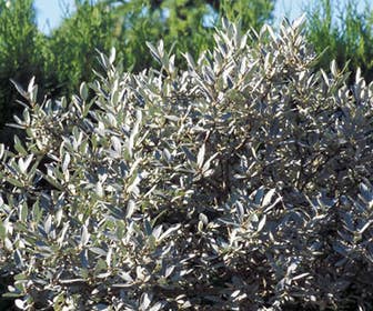 Weide (Salix helvetica)